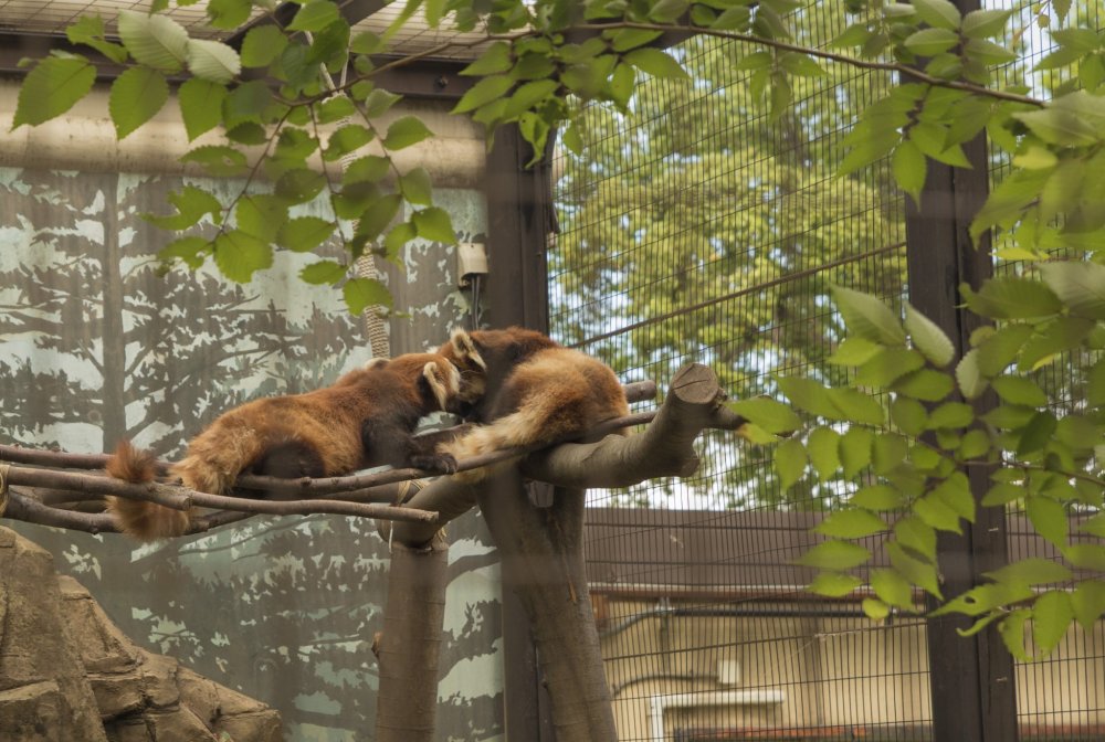 Thăm quan công viên khỉ - vườn thú tự nhiên Takasakiyama